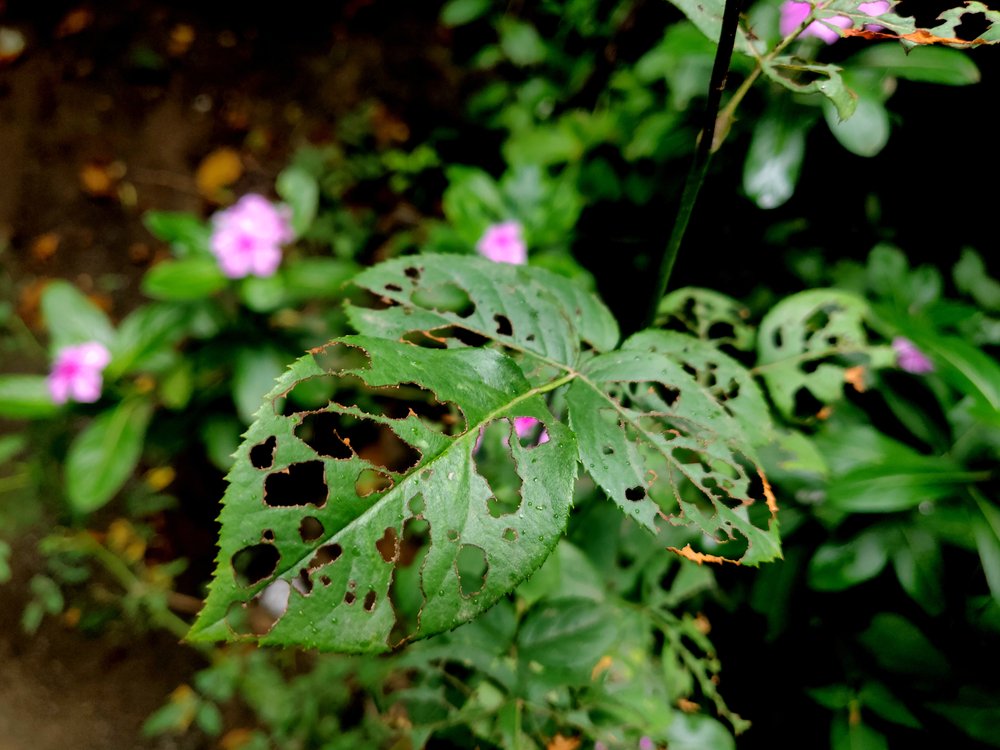 5 самых распространенных причин, почему могут желтеть и опадать листья у розы
